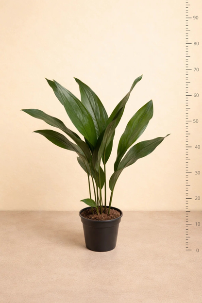 Aspidistra Elatior