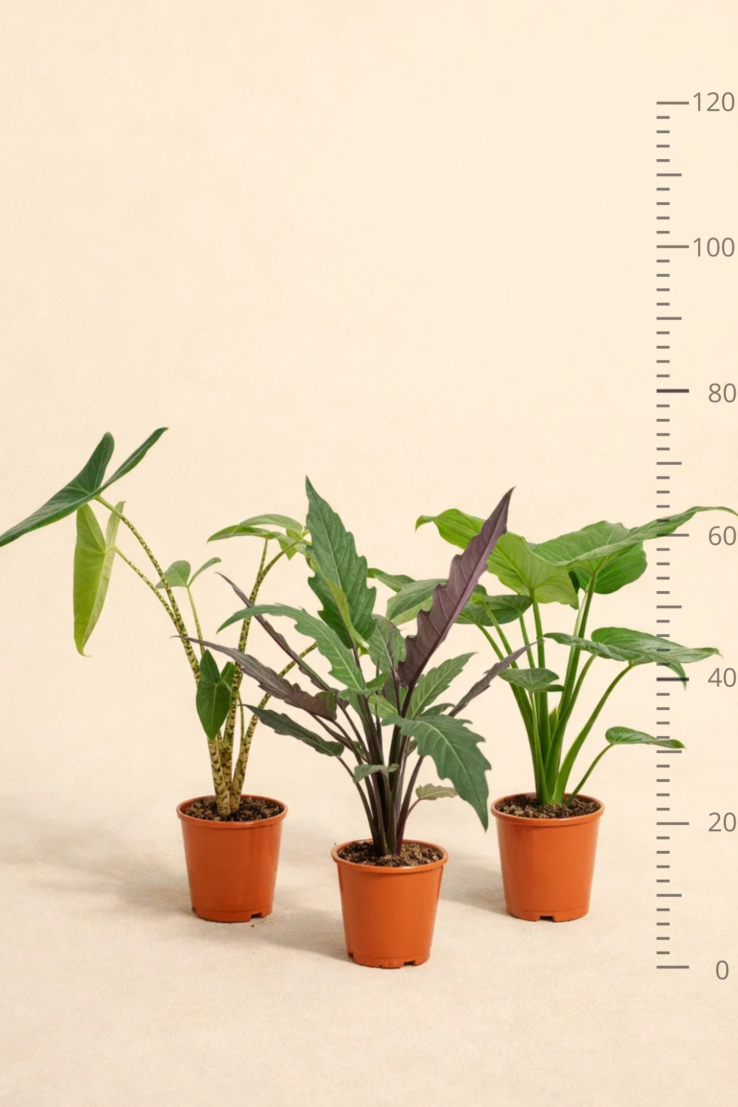 Alocasia Zebrina + Alocasia Cucullata + Alocasia Lauterbachiana