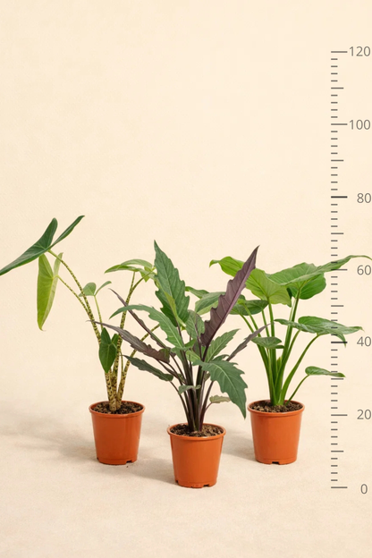 Alocasia Zebrina + Alocasia Cucullata + Alocasia Lauterbachiana