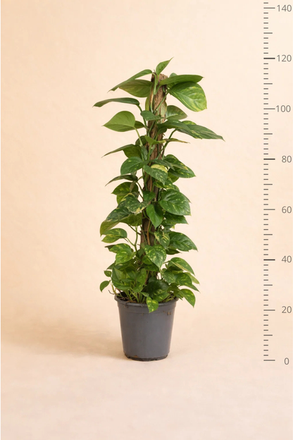 Scindapsus Epipremnum