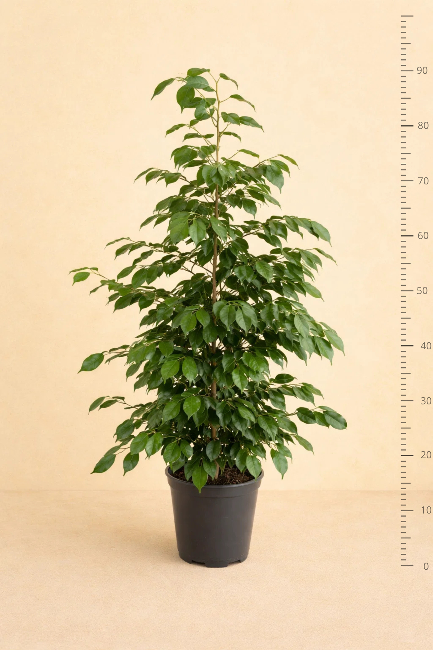 Ficus Benjamina Danielle