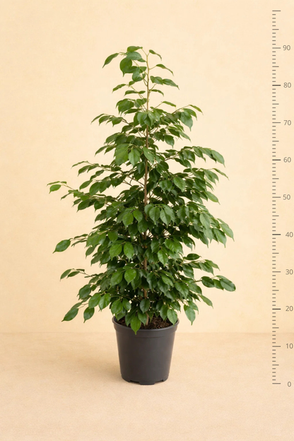 Ficus Benjamina Danielle