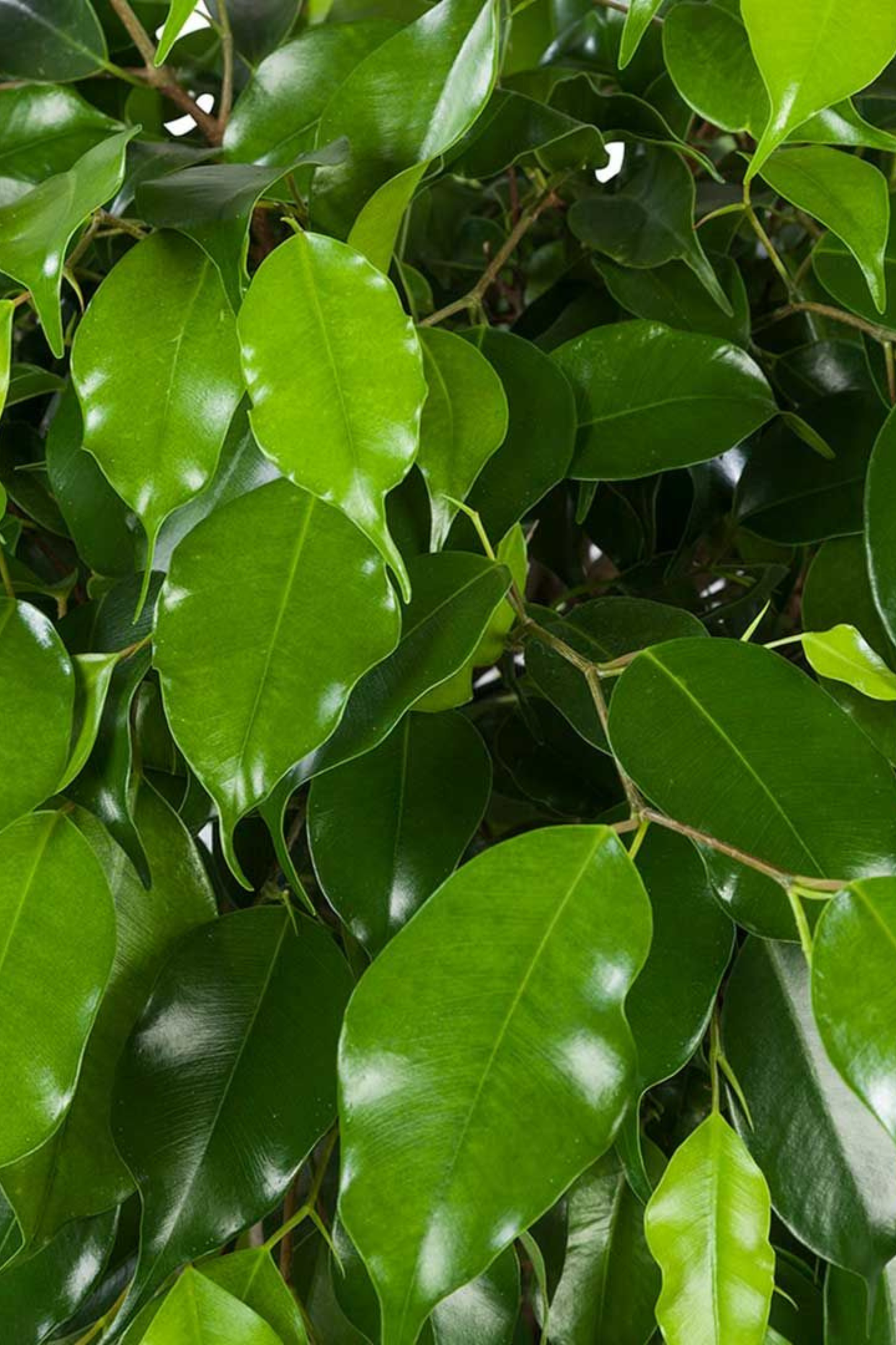 Ficus Benjamina Exotica