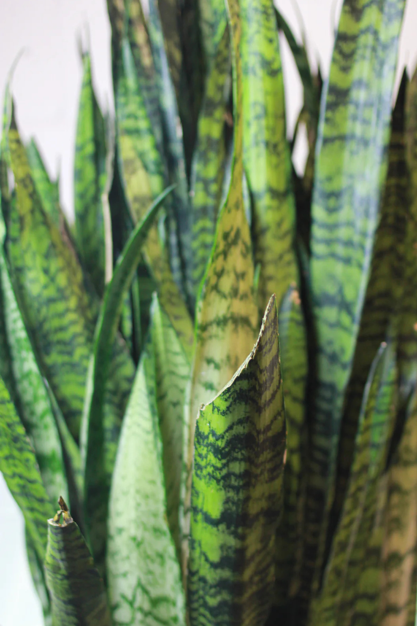 Sansevieria Zeylanica