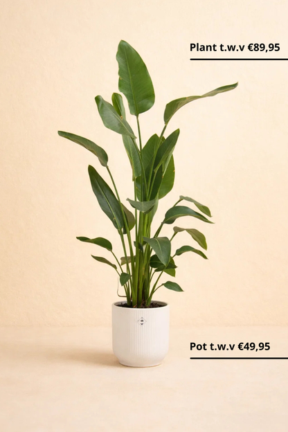 Strelitzia Nicolai + pot