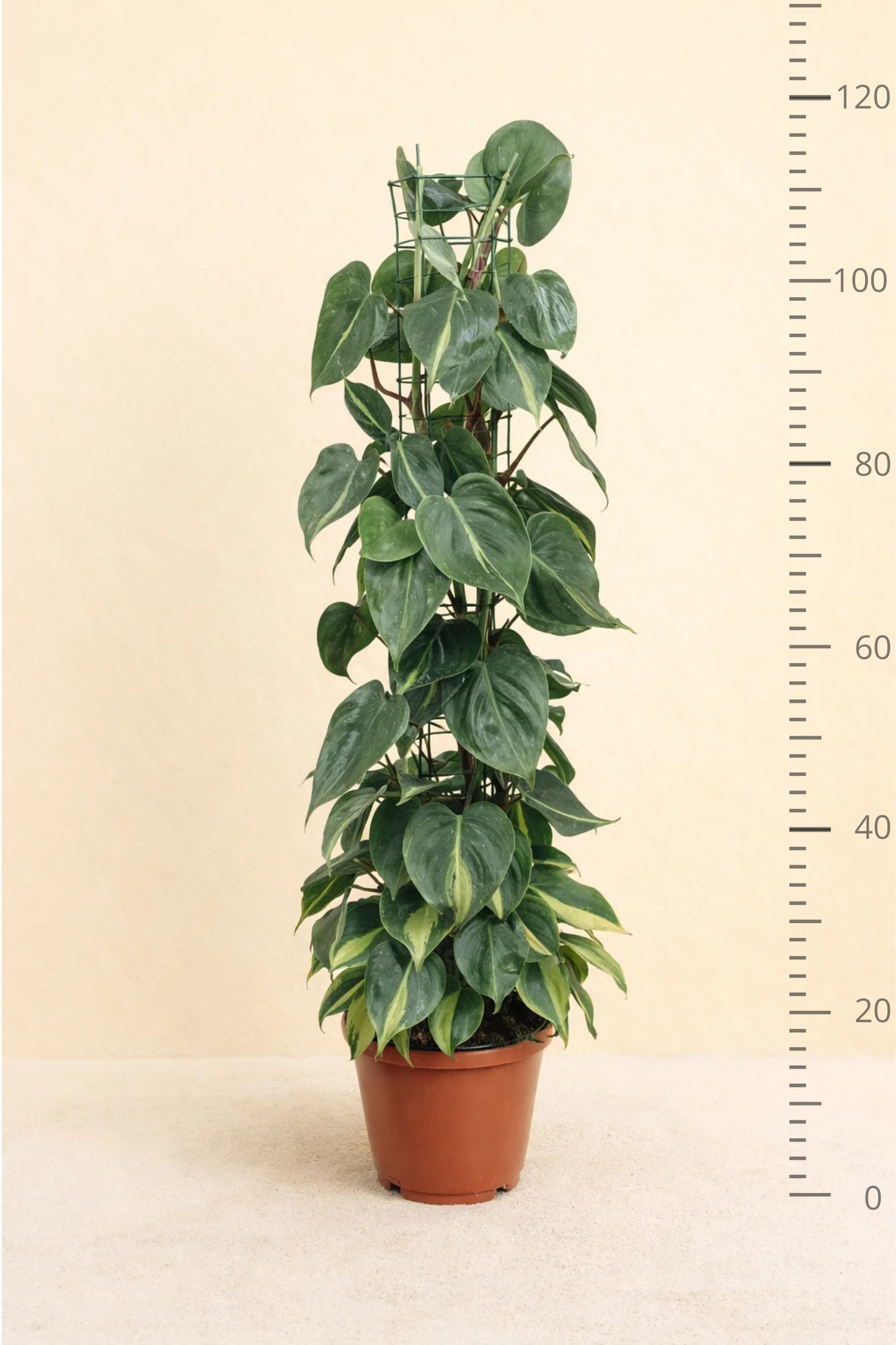 Philodendron Scandens Brasil