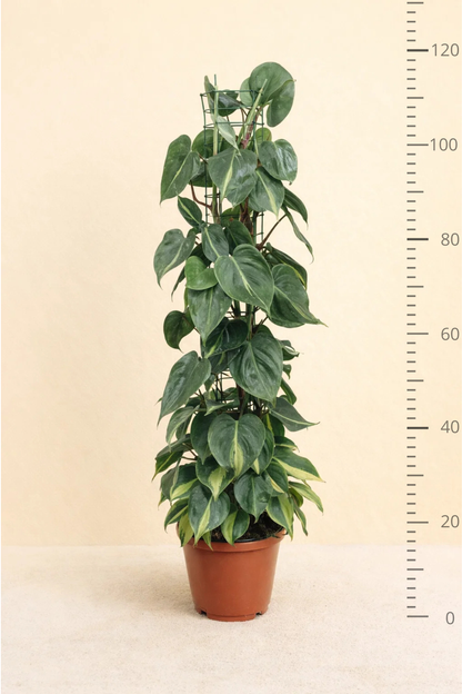 Philodendron Scandens Brasil