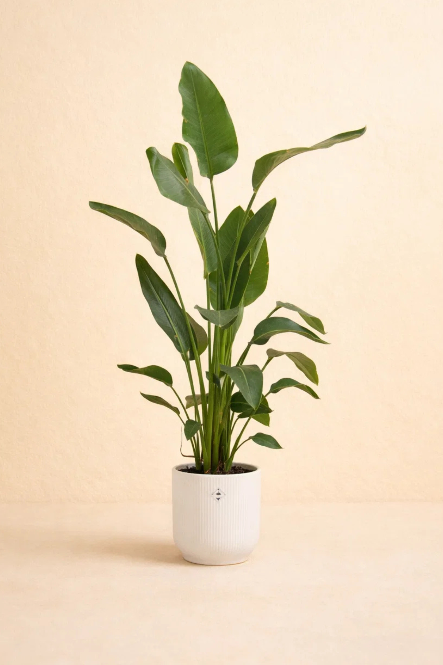 Strelitzia Nicolai + pot