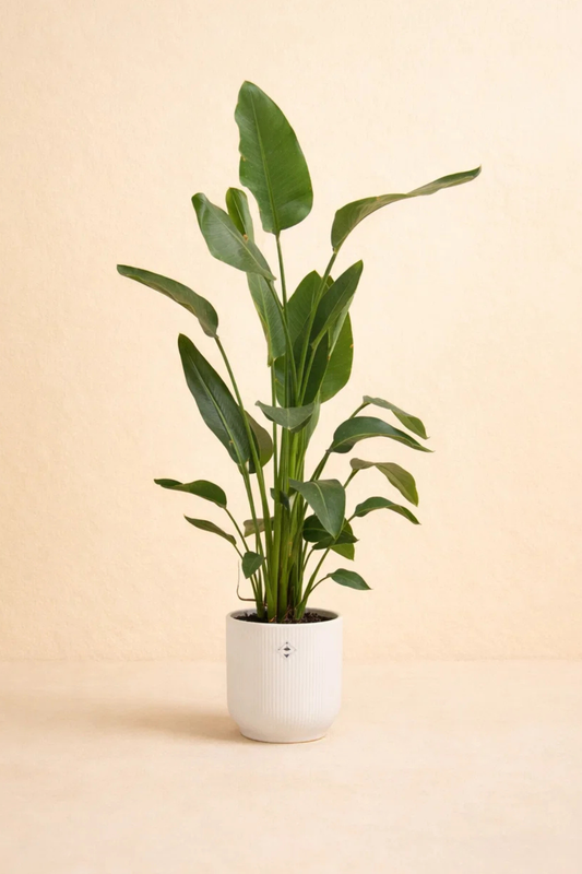 Strelitzia Nicolai + pot