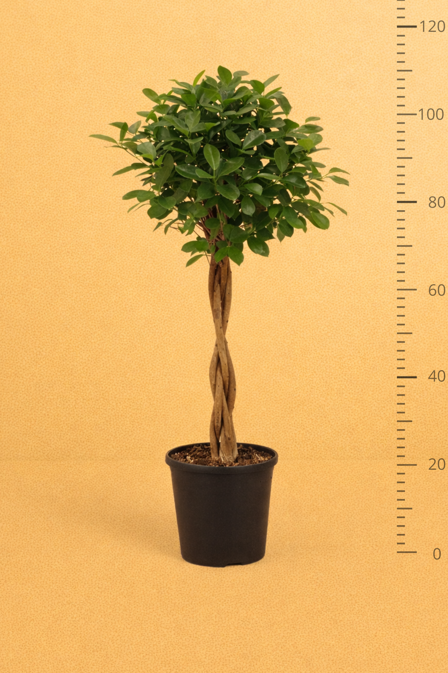 Ficus Micr. Moclame