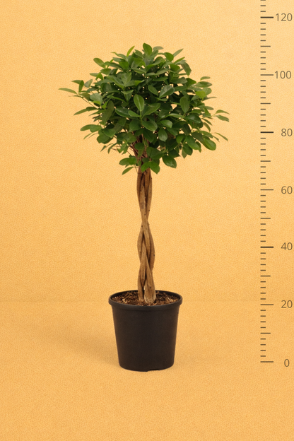 Ficus Micr. Moclame