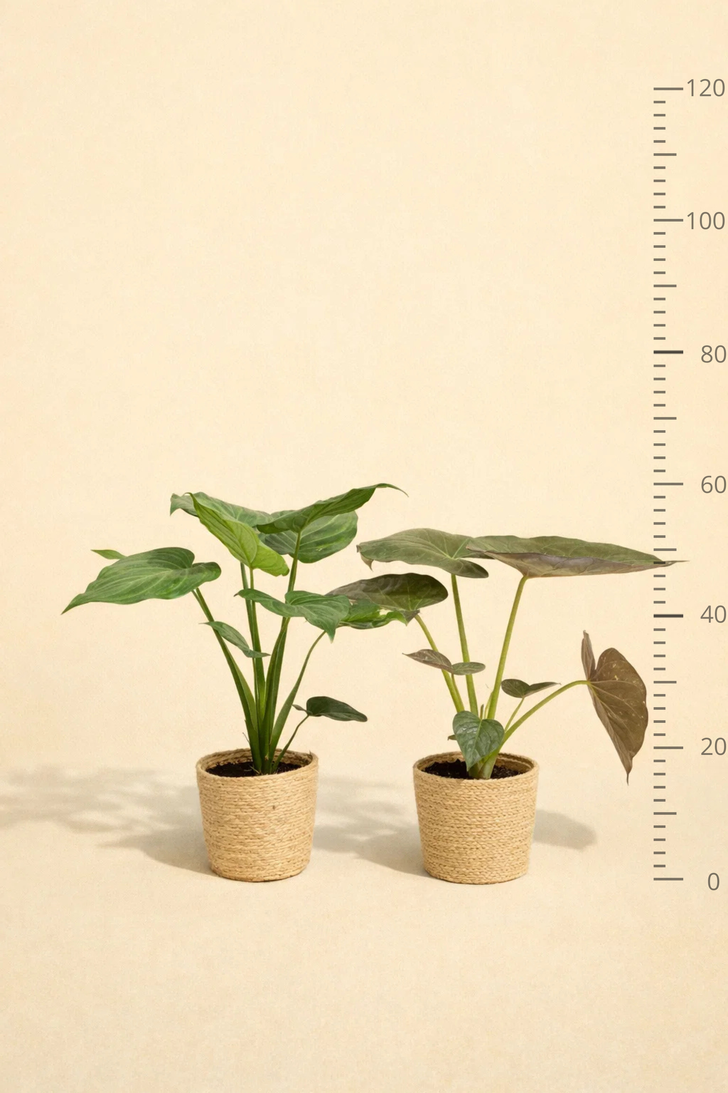 Alocasia Cucullata & Alocasia Wentii + Mand Selin