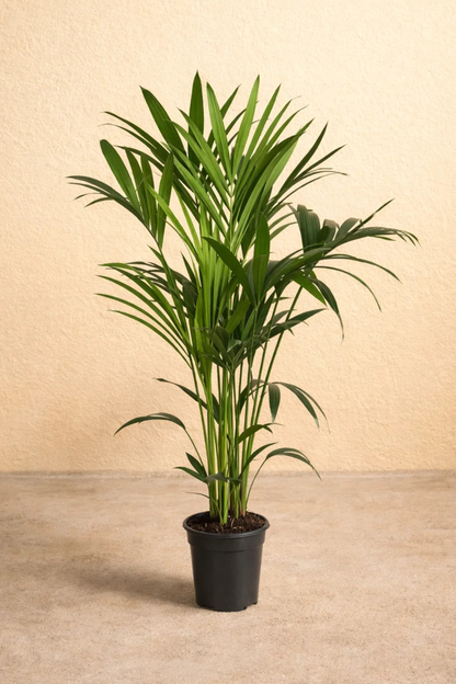 Howea Forsteriana