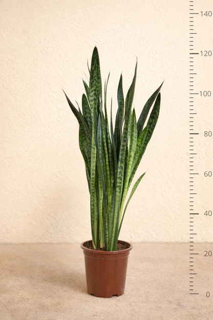 Sansevieria Zeylanica