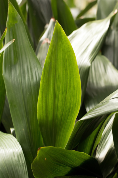 Aspidistra Elatior