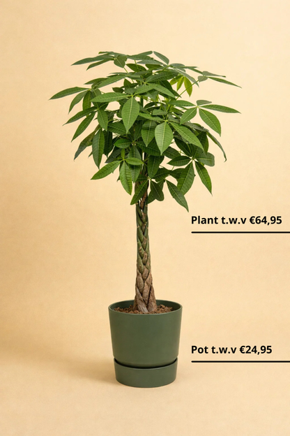 Pachira Aquatica + pot