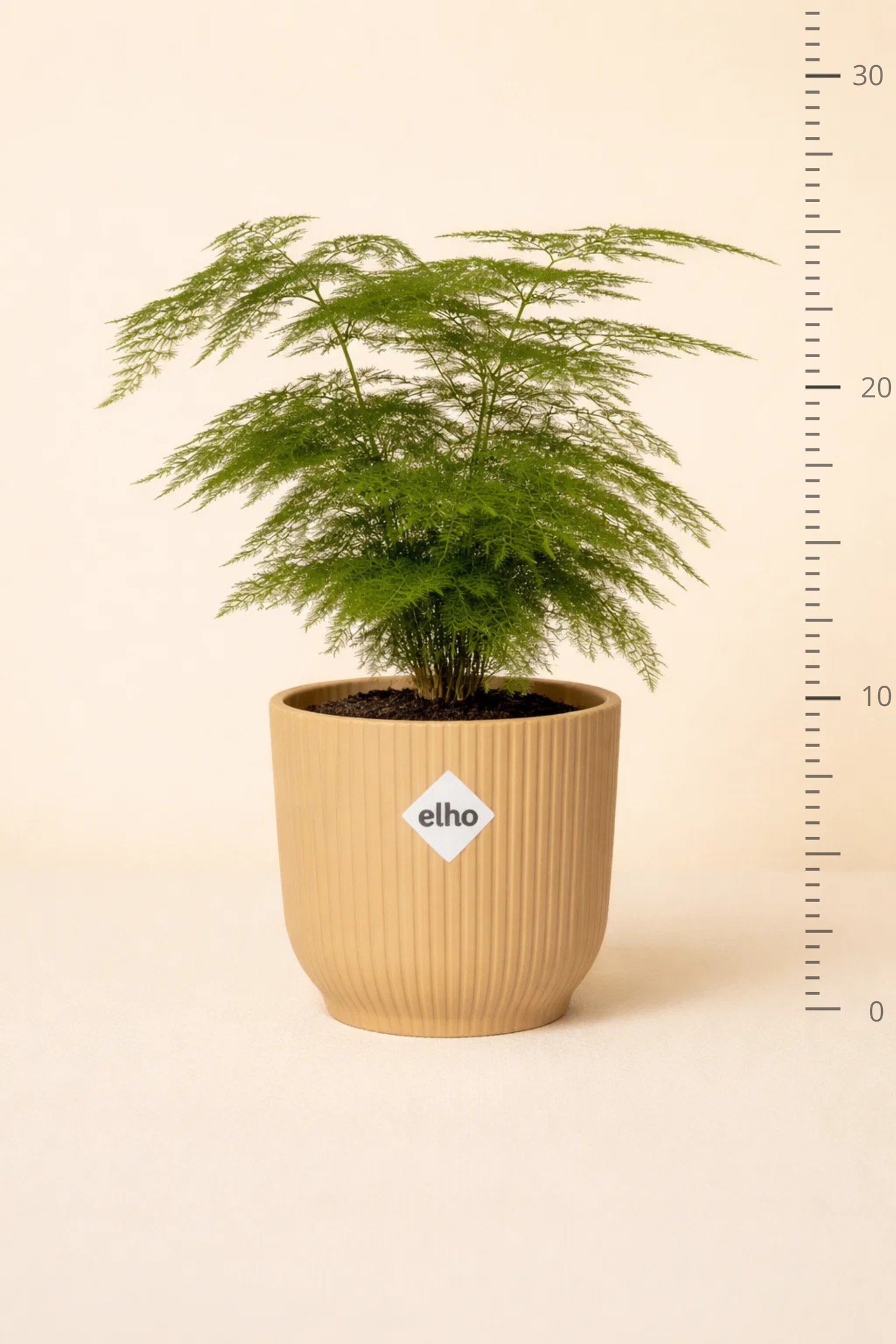 Asparagus Setaceus  + Pot