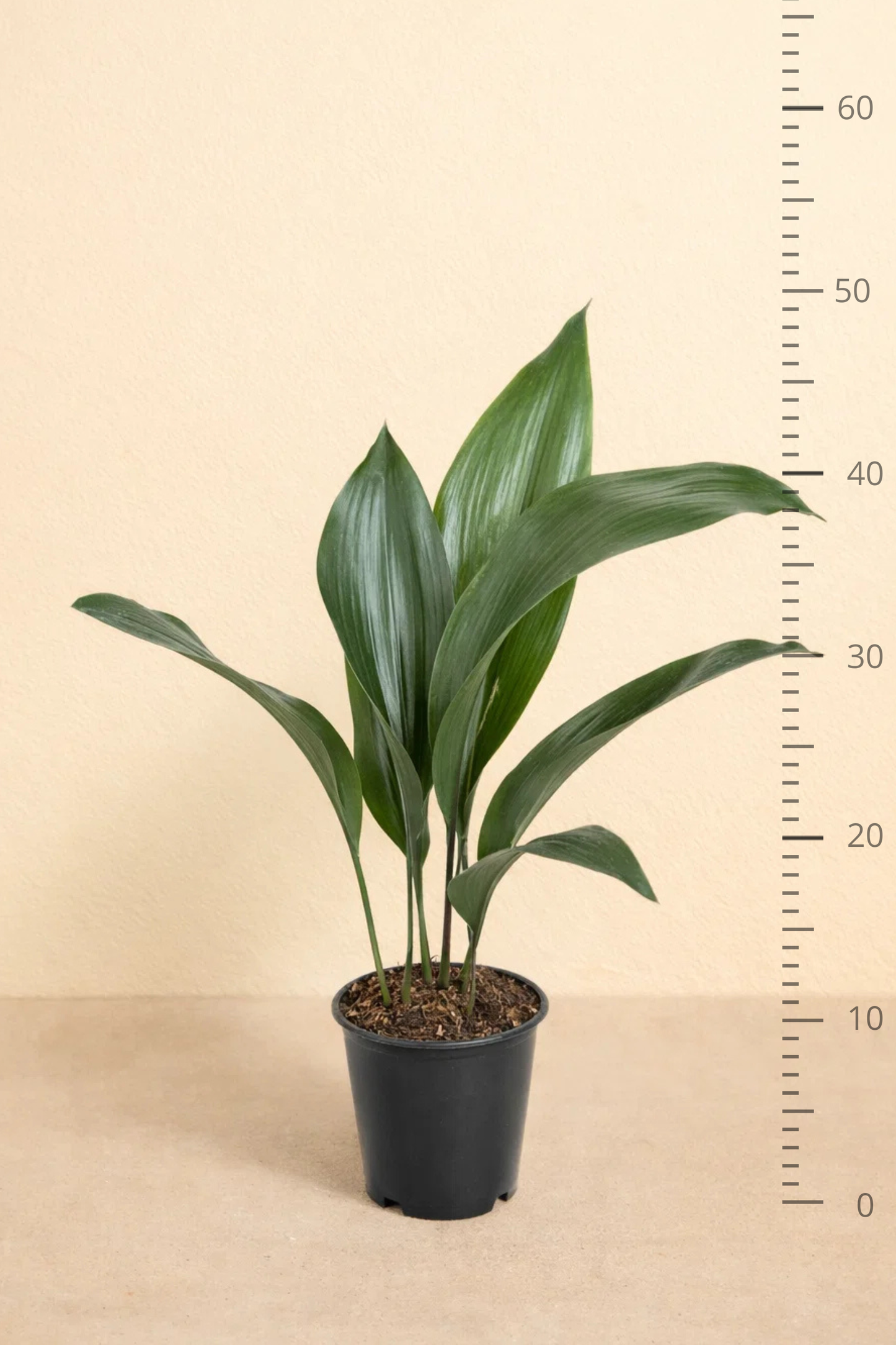 Aspidistra Elatior