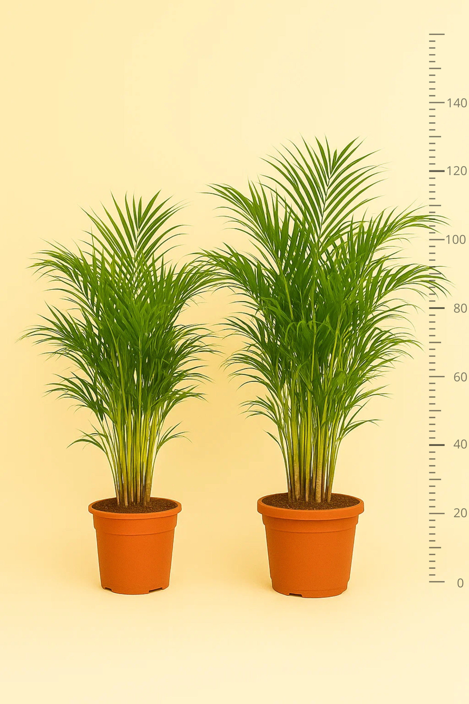 areca palm kopen areca-palm-o21cm-↕130cm