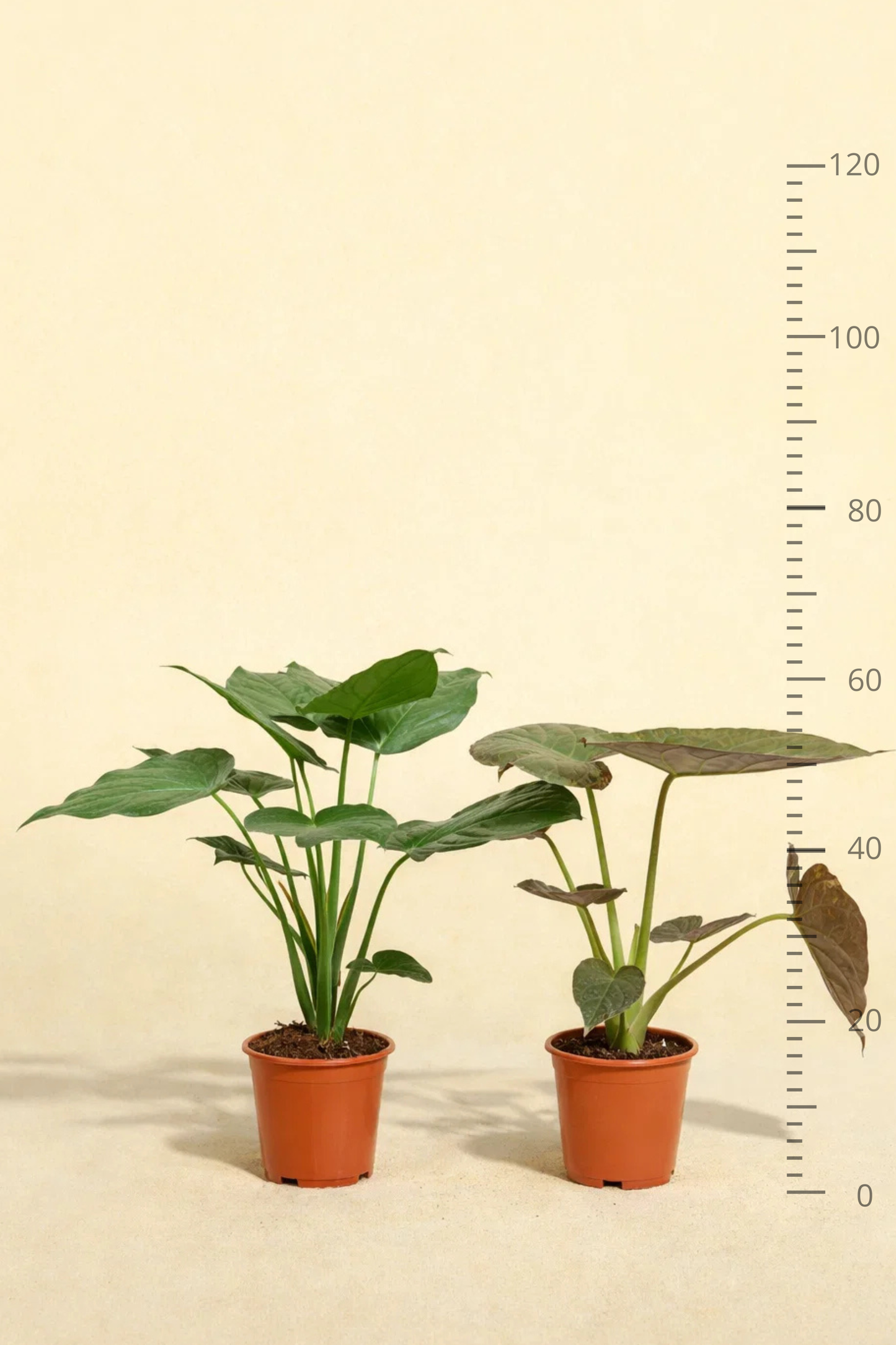 Alocasia Cucullata + Alocasia Wentii