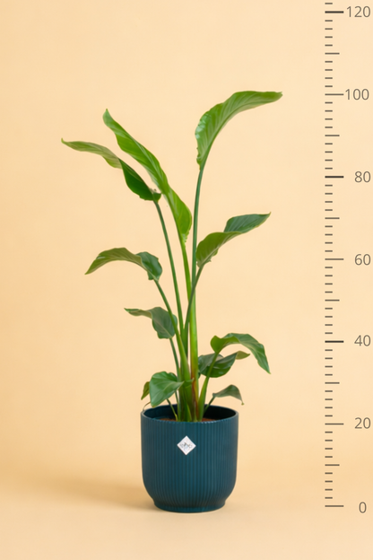 Strelitzia Nicolai + pot