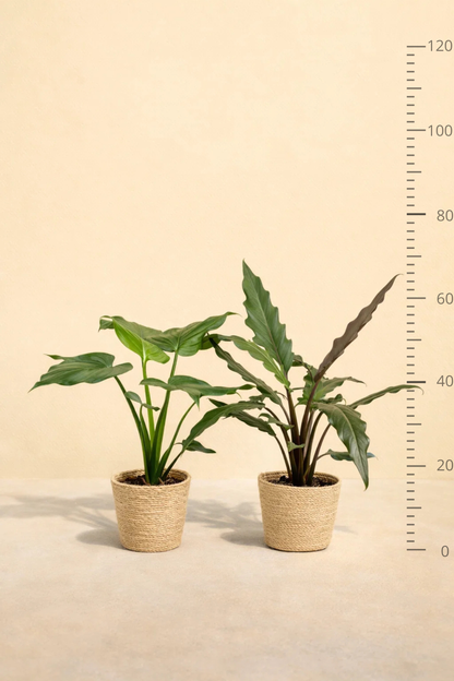 Alocasia Cucullata + Alocasia Lauterbachiana + Mand Selin