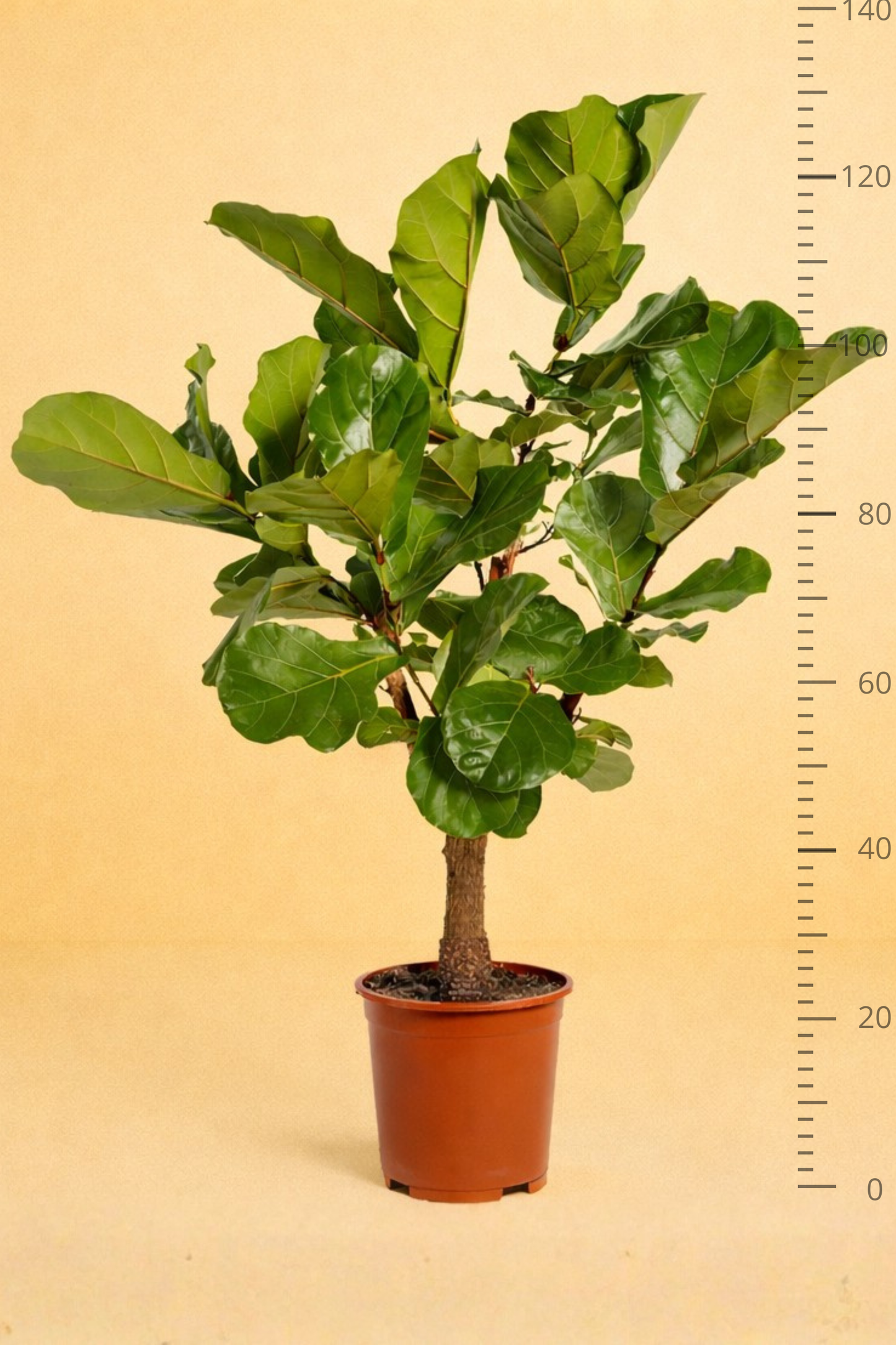 Ficus Lyrata vertakt