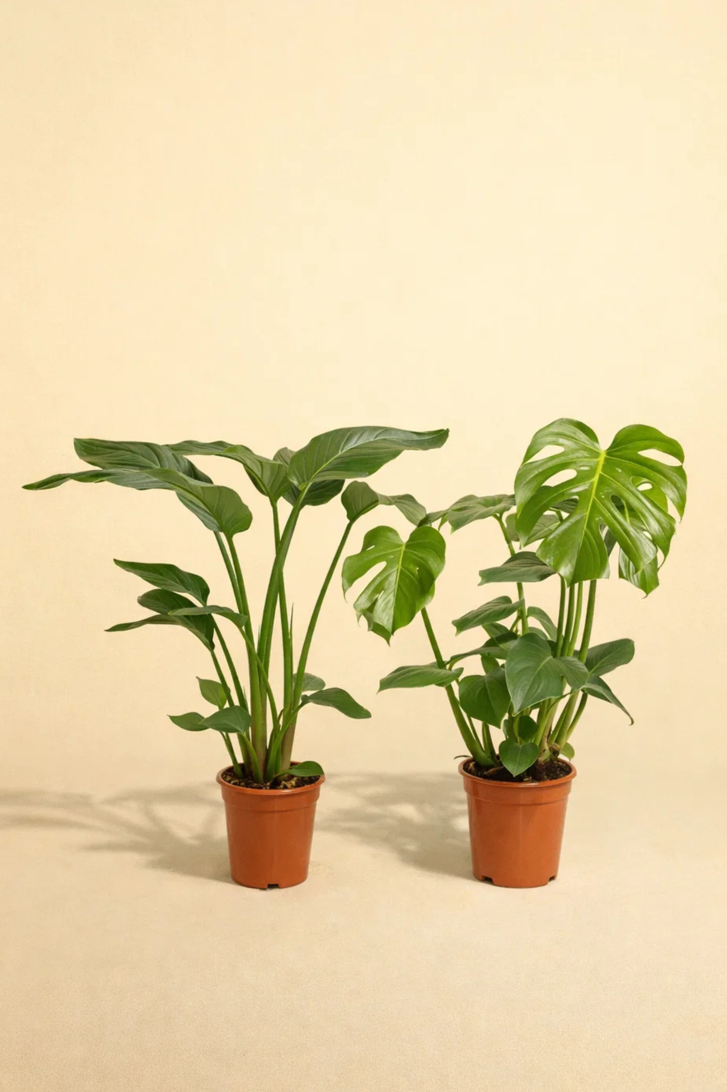 Strelitzia Nicolai + Monstera Deliciosa