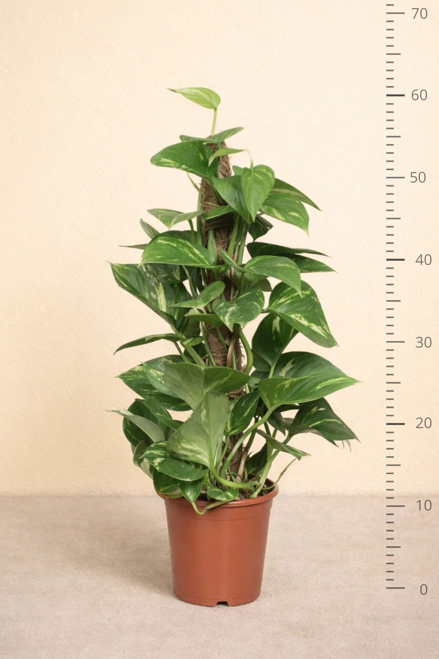 Epipremnum Pinnatum Mosstok Scindapsus