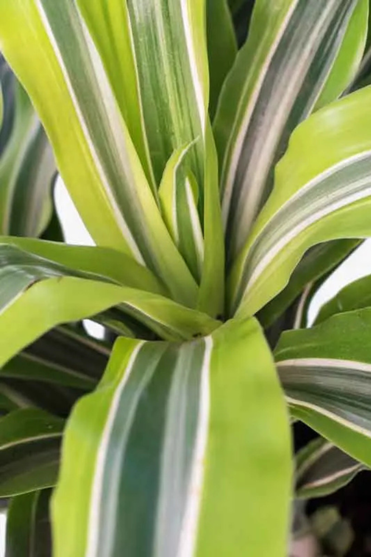 Dracaena Fragrans Lemon Lime