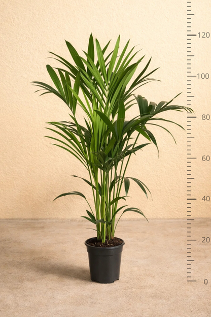 Howea Forsteriana