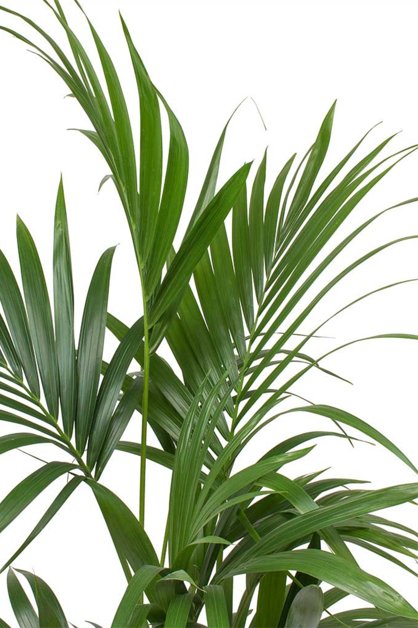 Howea Forsteriana