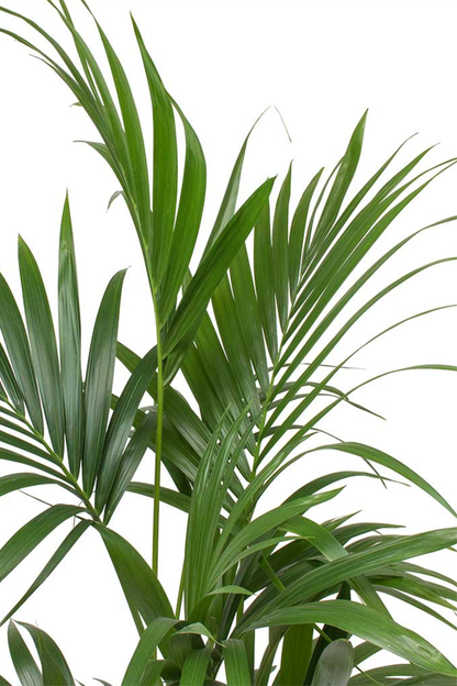 Howea Forsteriana