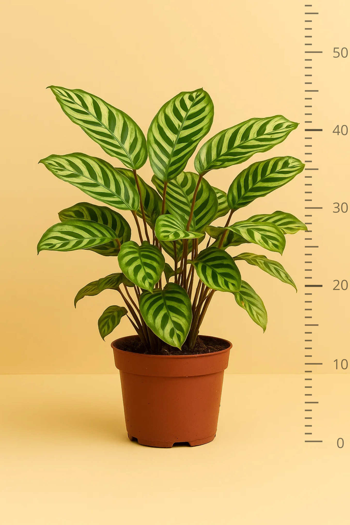 Calathea Makoyana