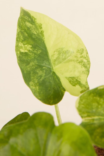 Alocasia Macrorrhiza