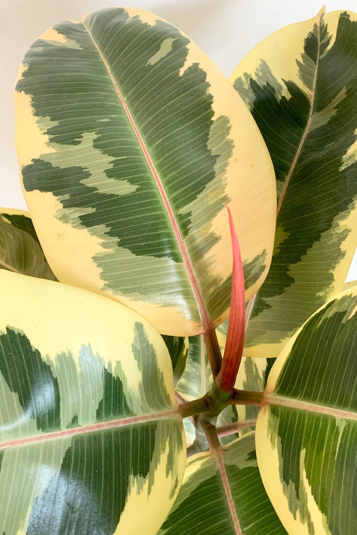 Ficus Elastica Tineke