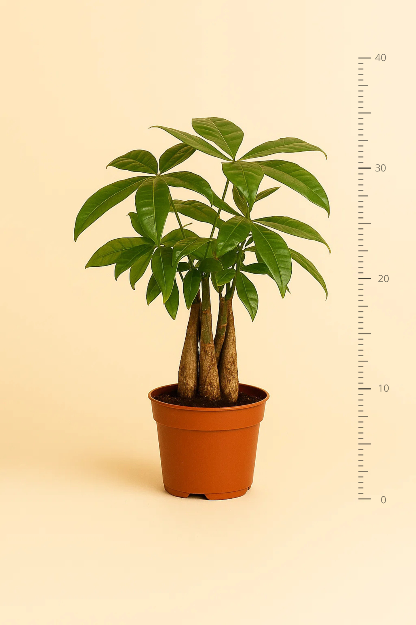 Pachira Aquatica