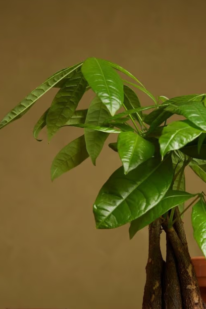 Pachira Aquatica + pot