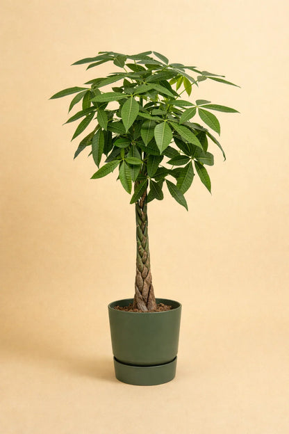 Pachira Aquatica + pot