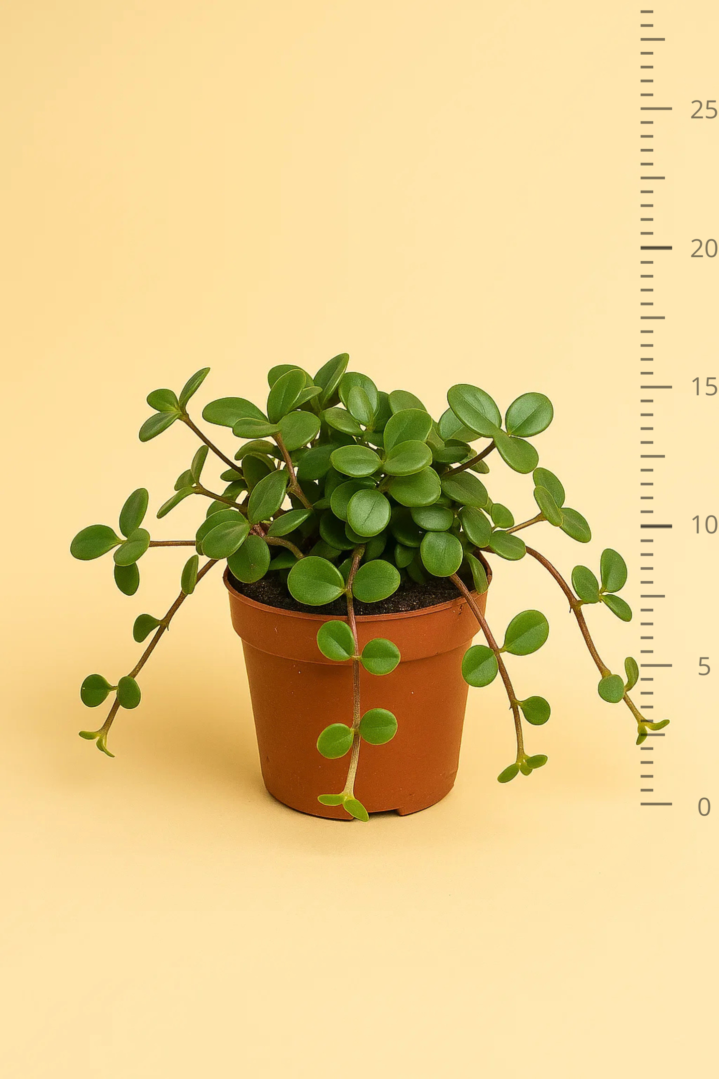Peperomia Hope
