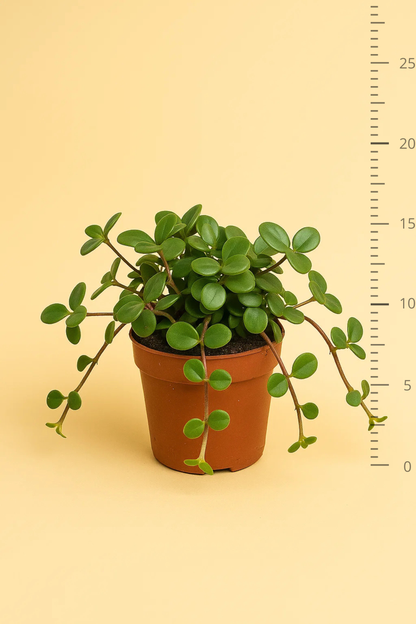 Peperomia Hope