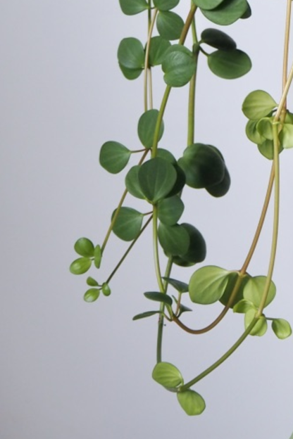 Peperomia Hope