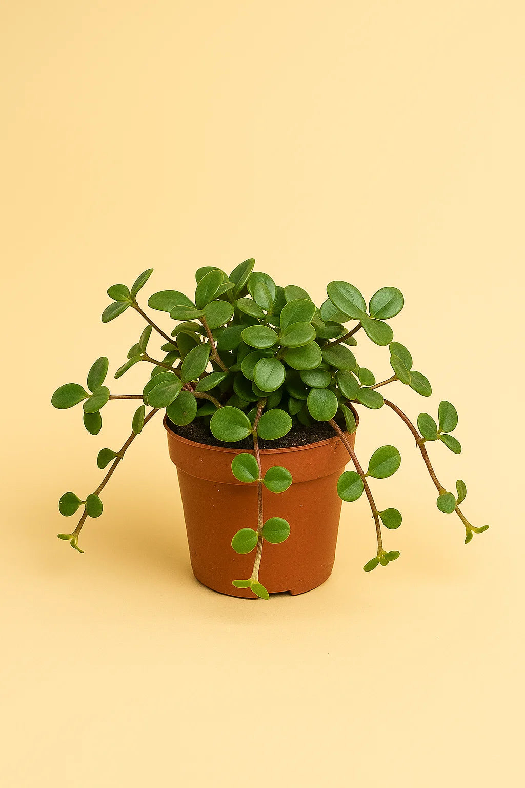 Peperomia Hope