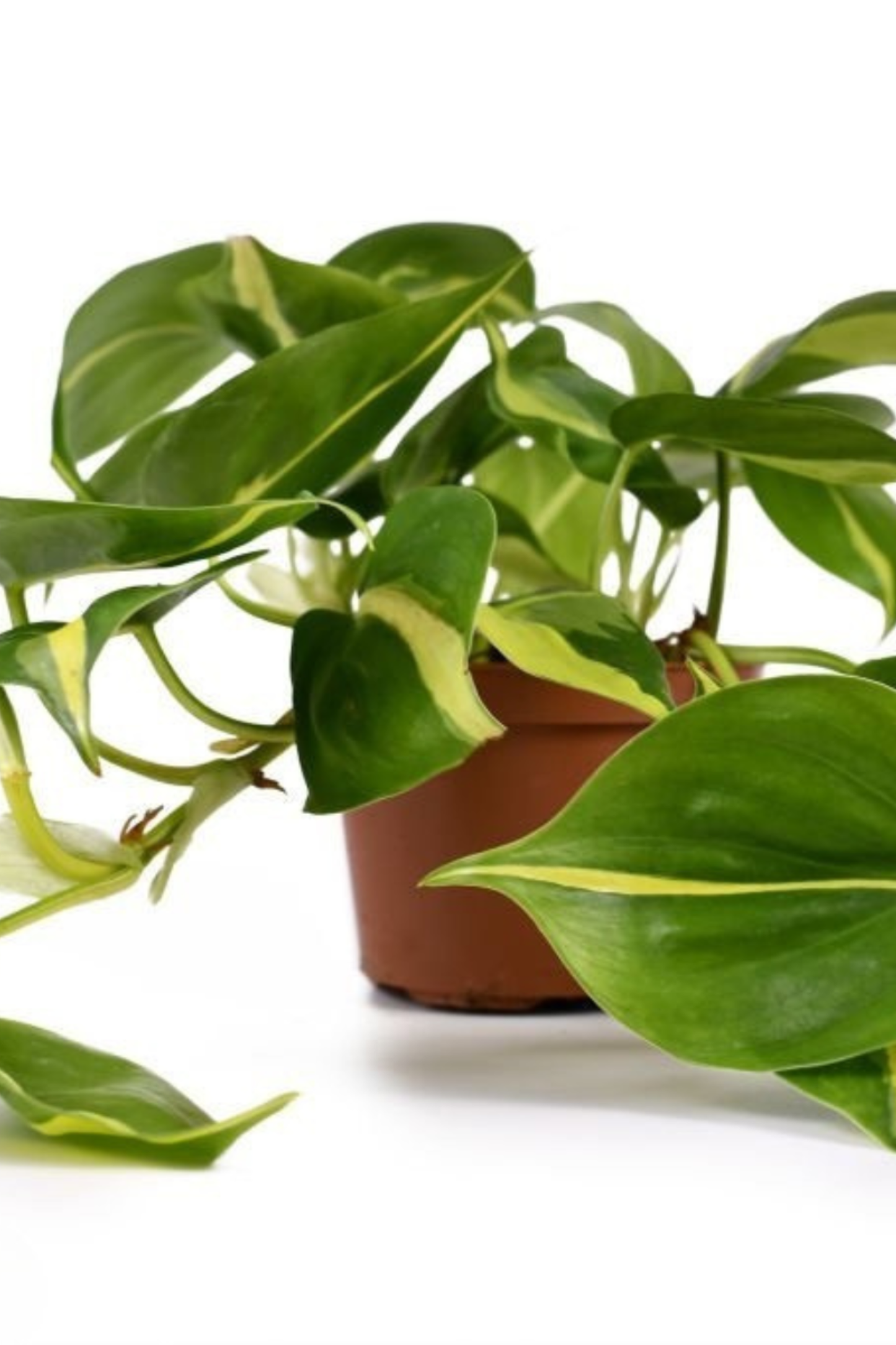 Philodendron Scandens Brasil