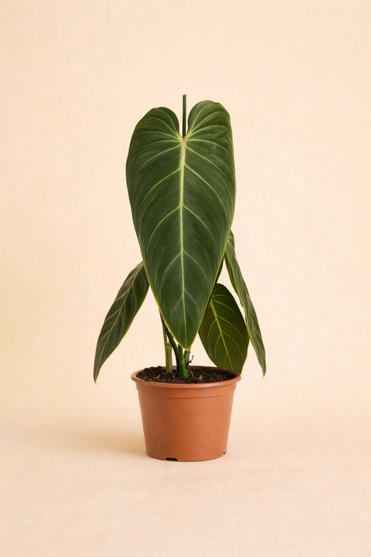 Philodendron Melanochrysum