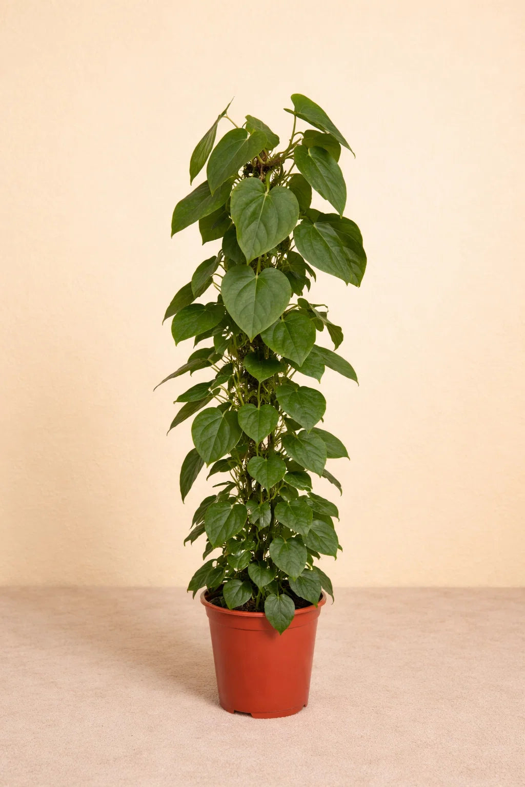 Philodendron Scandens