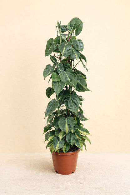 Philodendron Scandens Brasil