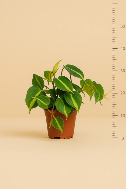 Philodendron Scandens Brasil