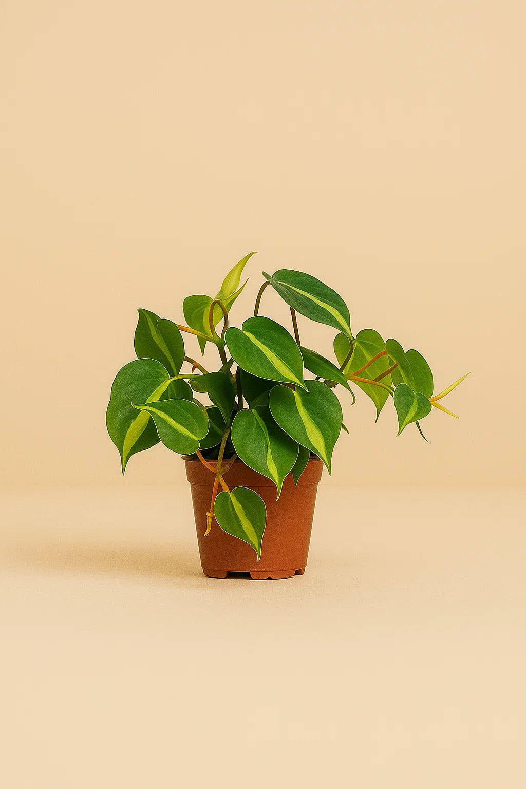 Philodendron Scandens Brasil