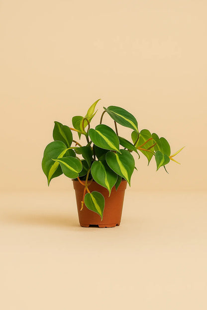 Philodendron Scandens Brasil
